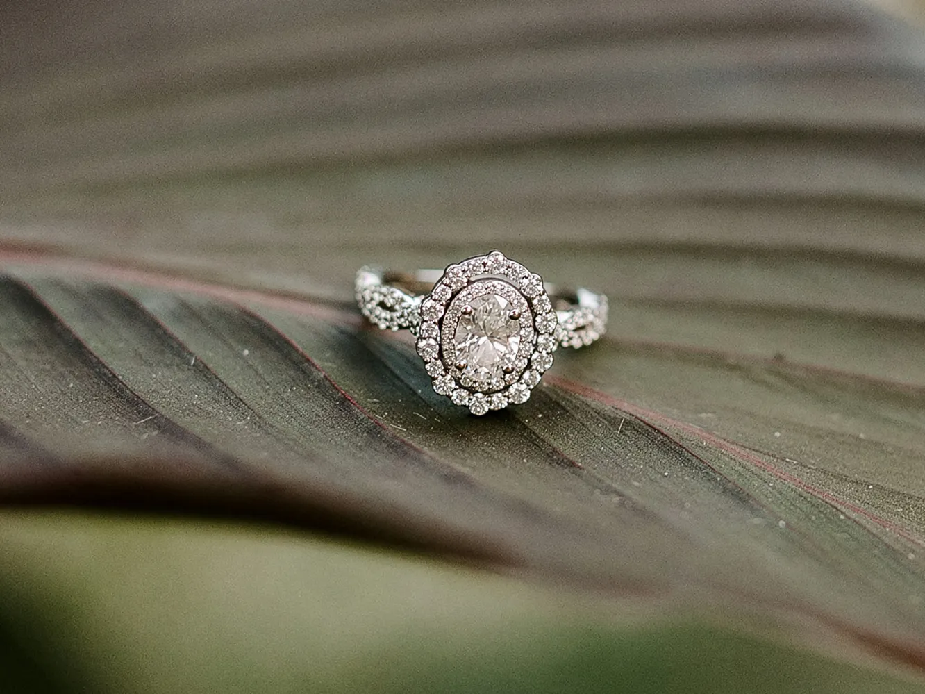Elegant diamond ring with halo setting displayed on a green leaf.
