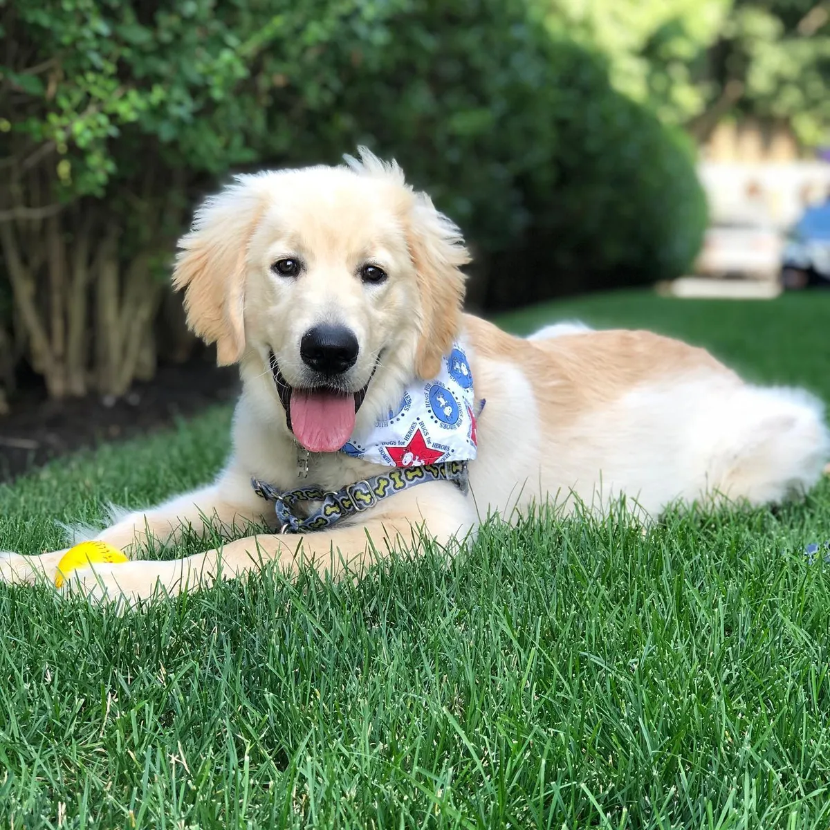 3 Ways to Celebrate Your Pooch