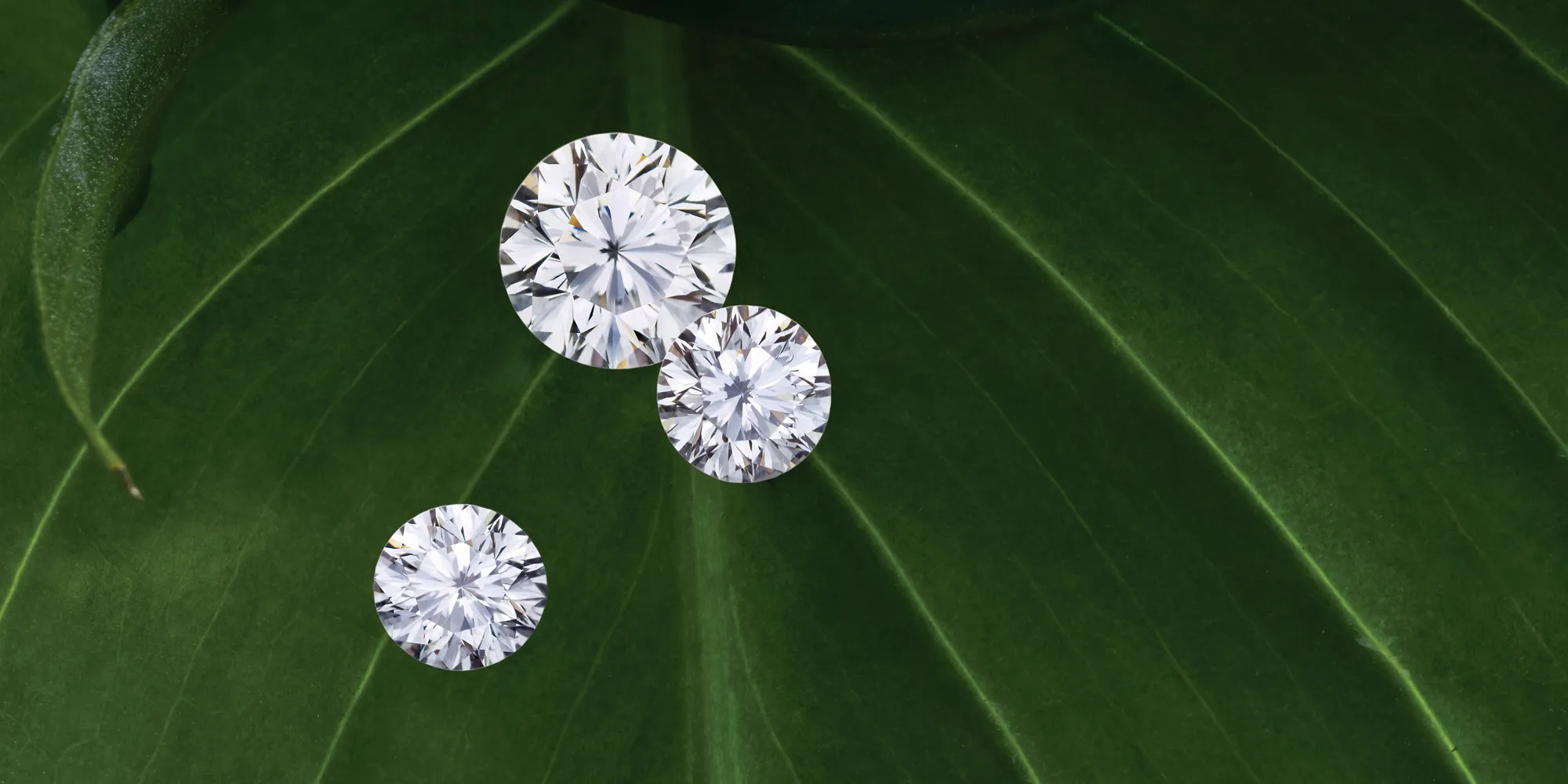 Three sparkling diamonds on a vibrant green leaf background.