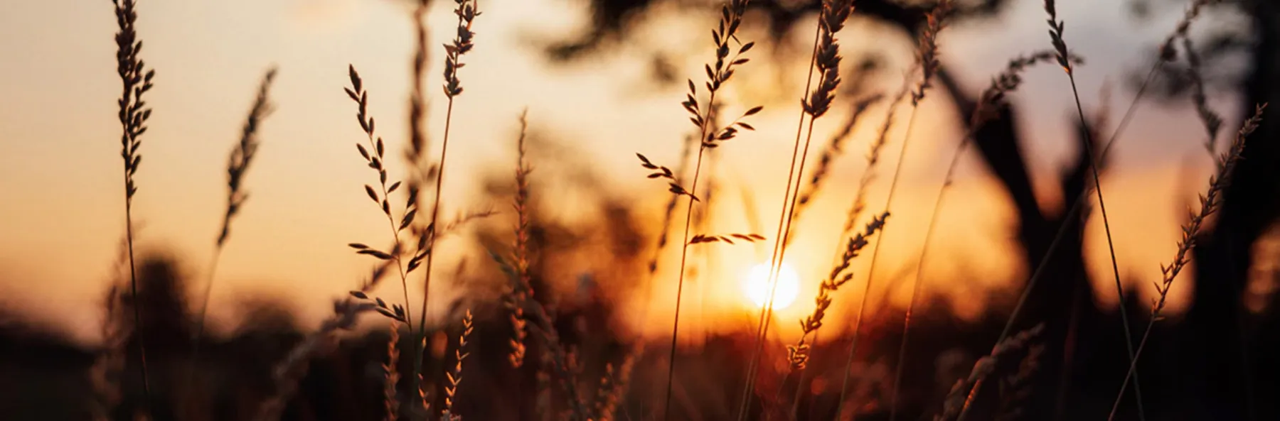 Your Widget Header Text Goes Here Lorem ipsum dolor sit amet consectetur adipiscing elit. James & Williams Jewelers Berwyn, IL