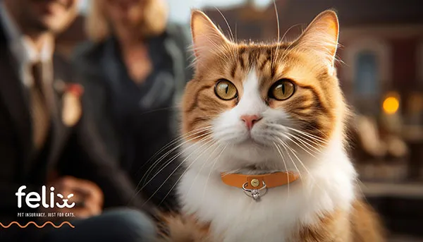 Include Your Kitty in a 'Purr-fect Proposal' for Chance to Win Cash Towards a Ri