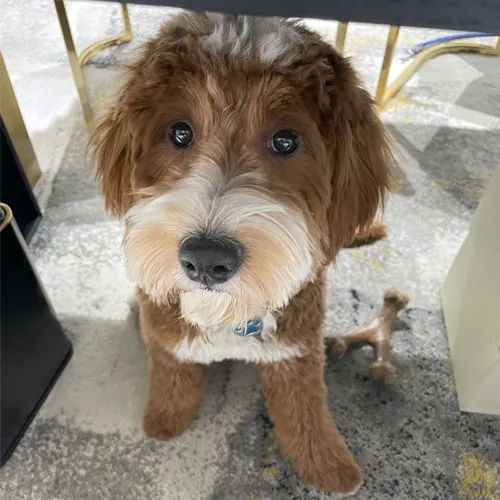 Milo, the boutique dog at Midtown Jewelers in Herndon VA