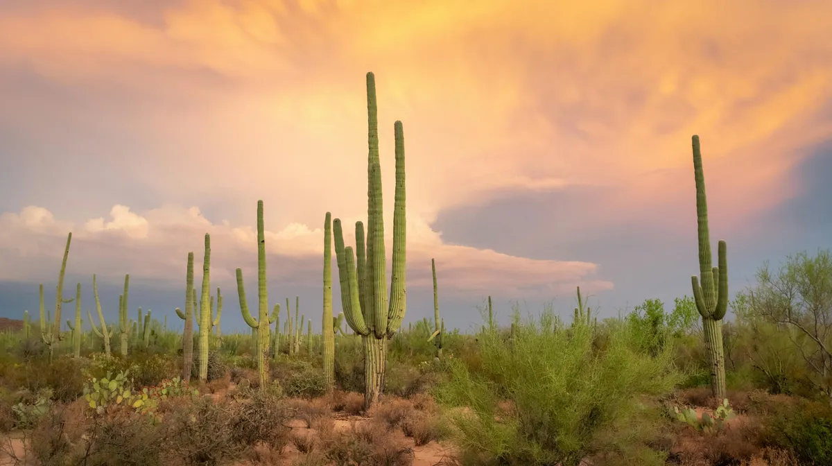 8 Instagram-Worthy Proposal Spots in Scottsdale & Old Town Phoenix + Pro-Photo T