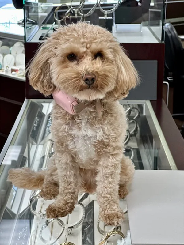 Daisy