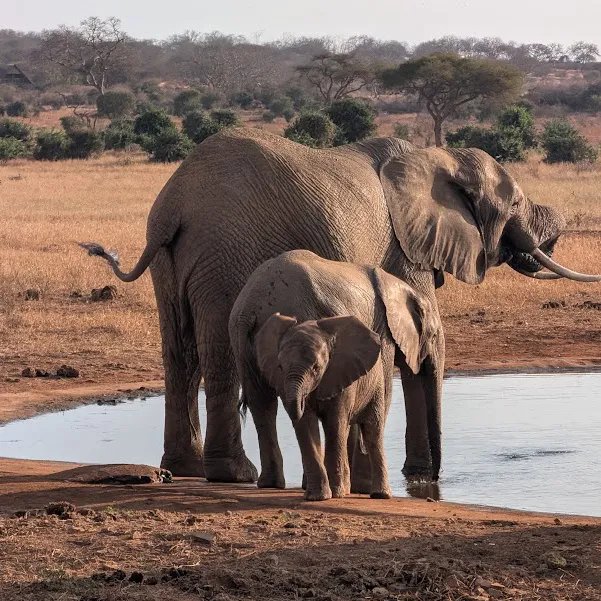 African Elephants