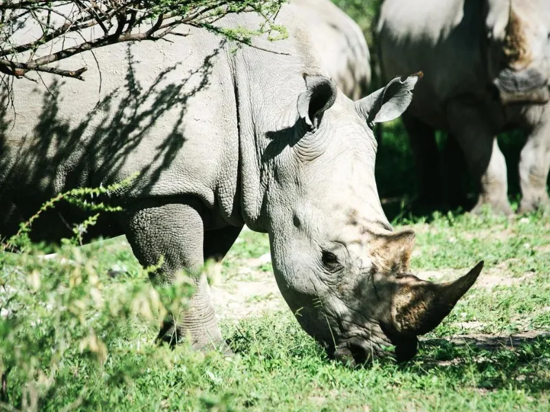 Protecting the Natural World We are especially proud of our associate with De Beers and their protection of the landscapes and ecosystems throughout the diamond-producing regions of Southern Africa and Canada. For every hectare of land used for mining by the De Beers Group, six hectares are dedicated to the conservation of nature. The De Beers Group has set aside around 200,000 hectares of land around its mines for this purpose. This includes a 15,669 hectare game park in Botswana, which is home to more than 1,700 animals and a field unit for Cheetah Conservation. SVS Fine Jewelry Oceanside, NY