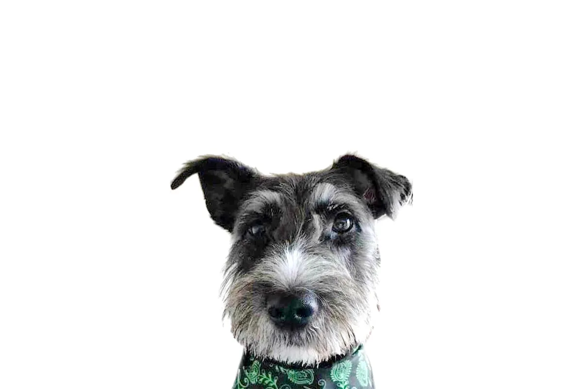AN ANGEL WITH A TAIL…. THIS IS OSCAR’S STORY