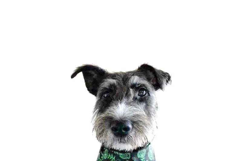 Read article: AN ANGEL WITH A TAIL…. THIS IS OSCAR’S STORY